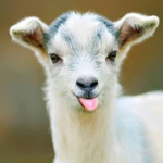 Cute Animated Animals!