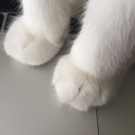 ღ フレンズ ღ