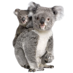 OFFICIAL #TEAMKOALA GROUP