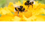 Bumblebee’s