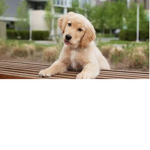 •*The PuppY squad*•