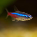 Tropical Fish Keepers