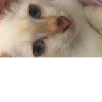 Kitong-Kitong