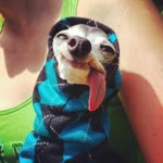 Dog sock