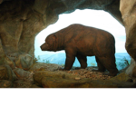 Bear Cove