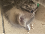 Coco’s Appearal