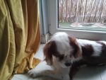 A picture of my dog