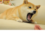 THE GLXY DOGES!