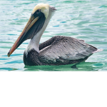 Pelicans And Gummy Bears