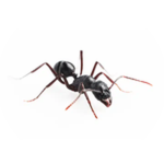 Ant 5
