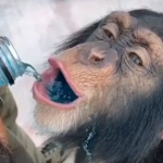 monkey frinds