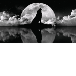 Island of The Lost ( Wolves Rp)