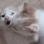 ola-o