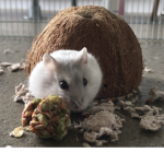 Brothers love hamsters