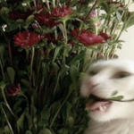 ๑.ᴏᴀᴋ;;