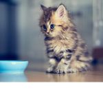 Kitten SquadXx