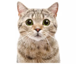 Kitty cat inc