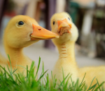 DuCkSaReCoOl1