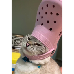 Silly kitty game