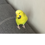 Budgies gaming group