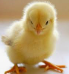 Cutest group ever (baby chick fan group)