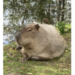 Capybara fan cIub