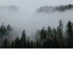 The Forest of Enchantment