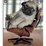 The Puggies (Yay)