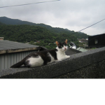 sᴡᴇᴇᴛ ʜᴇᴀʀᴛs