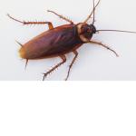 Dem Roaches