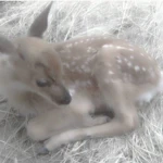 ‘ fawnie Group Thumbnail
