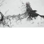 Da Aesthetic Birds