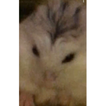###### THE CHUBBY HAMSTER CULT!
