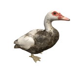 Muscovy Duck on head