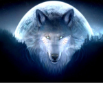 !! Alaska The Wolf !!