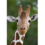 Giraffe Duo