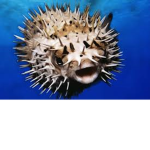 GPU (good puffers United)