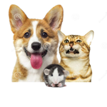Rats And Cats And Dogs United