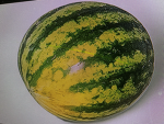 WATERMELON CLAN :D