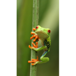 The Froggy's