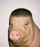 hamsandwich incorparated Group Thumbnail