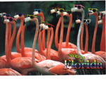 Flamingo ROCK!!!!!!