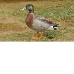 Duckie check it - court