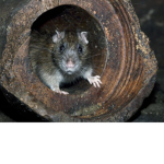 The Rat Society (Cult)