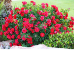 RoseBush Fam