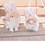 ~ bunny vibes ~