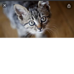 the cat group. Meow