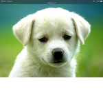 Dogs are amazin