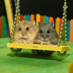 ~Hammy club~
