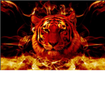 Tiger of ######